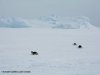 MS Plancius Antarktis Reise: Weddellmeer - Vorschaubild 13