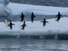 MS Plancius Antarktis Reise: Weddellmeer - Vorschaubild 16