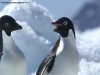 MS Plancius Antarktis Reise: Weddellmeer - Vorschaubild 19