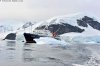 MS Plancius Antarktis Reise: Weddellmeer - Vorschaubild 22