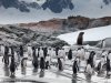MS Plancius Antarktis Reise: Weddellmeer - Vorschaubild 25