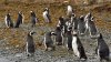 Reise Patagonien und Feuerland - Vorschaubild 13