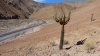 Arica&ndash;Putre & Lauca-Nationalpark - Vorschaubild 3