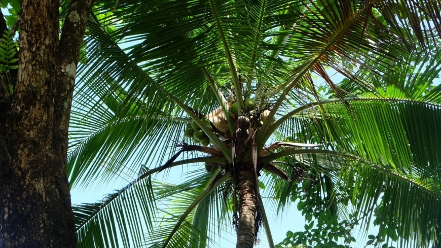 Costa Rica Mietwagenreise Vulkane, Regenwälder und Strand - Bild 2