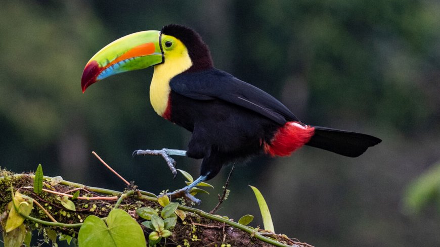 Costa Rica Mietwagenreise Vulkane, Regenwälder und Strand - Bild 7