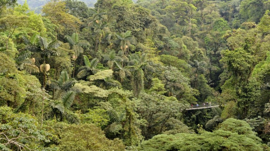 Costa Rica Mietwagenreise Vulkane, Regenwälder und Strand - Bild 10