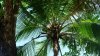 Costa Rica Mietwagenreise Vulkane, Regenwälder und Strand - Vorschaubild 2