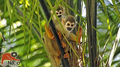 Napo Wildlife Center Ecuador