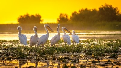 Donaudelta