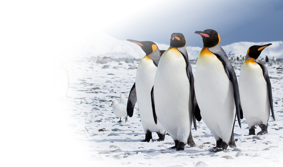 Südgeorgien und Falklandinseln Antarktis Reise