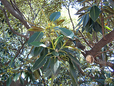 Flora und Fauna in Argentinien, Buenos Aires