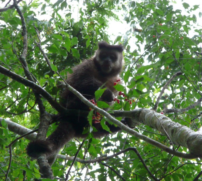 Flora und Fauna Puerto Iguazú, Argentinien