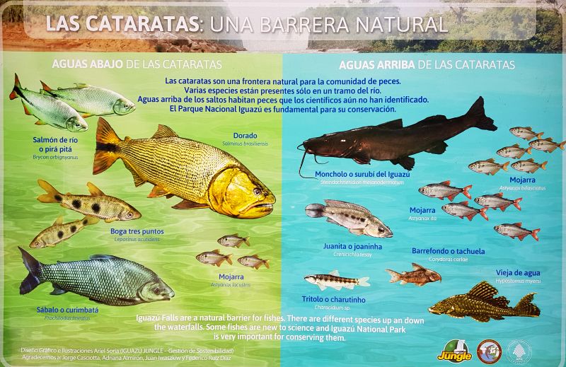 Fische an den Iguazu Wasserfällen Fische an den Iguazu Wasserfällen