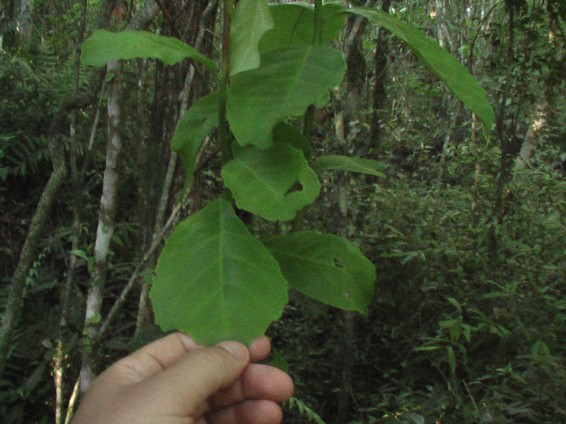 Flora und Fauna Puerto Iguazú, Argentinien