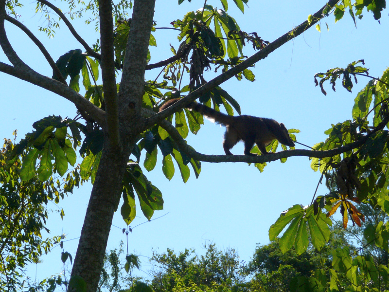 Nasenbär, Iguacu Wasserfälle, Foz do Iguacu, Brasilien