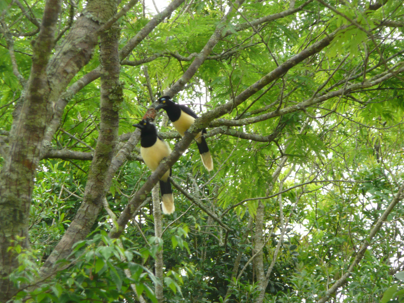 Flora und Fauna Puerto Iguazú, Argentinien
