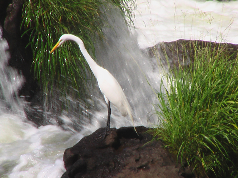 Silberreiher, Iguacu Wasserfälle, Foz do Iguacu, Brasilien