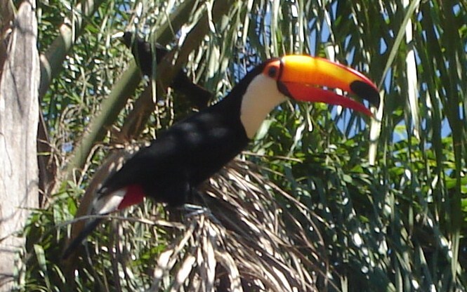 Flora und Fauna Puerto Iguazú, Argentinien