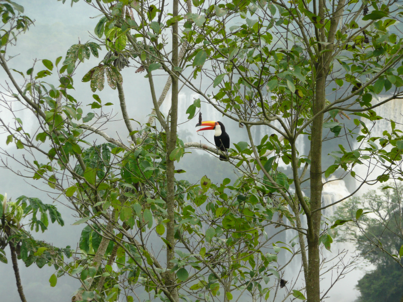 Tukan, Iguacu Wasserfälle, Foz do Iguacu, Brasilien