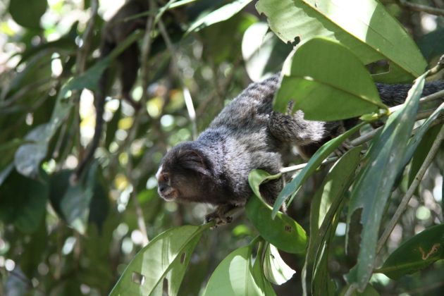 Äffchen auf Ilha Grande