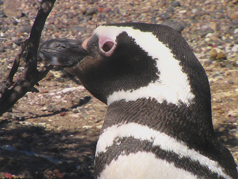 Flora und Fauna in Puerto Madryn, Argentinien