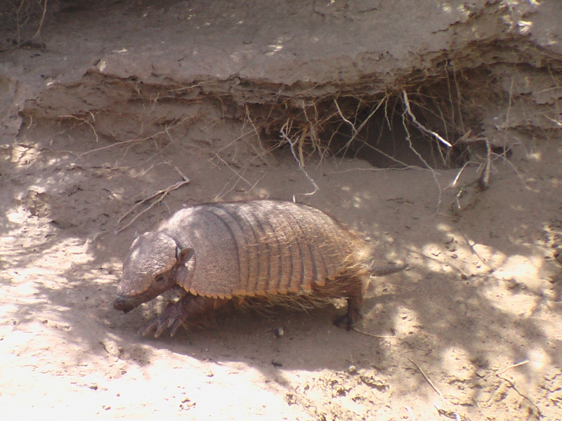 Flora und Fauna in Puerto Madryn, Argentinien