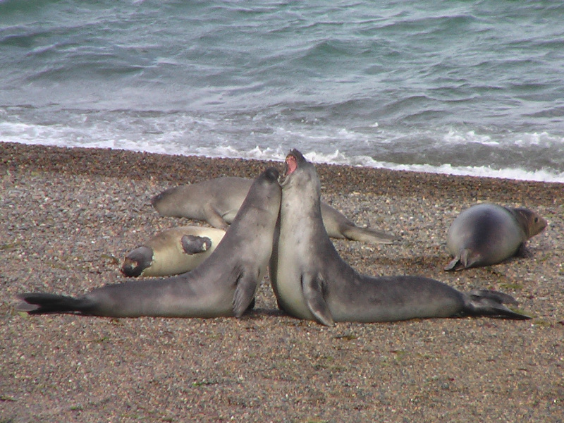 Flora und Fauna in Puerto Madryn, Argentinien