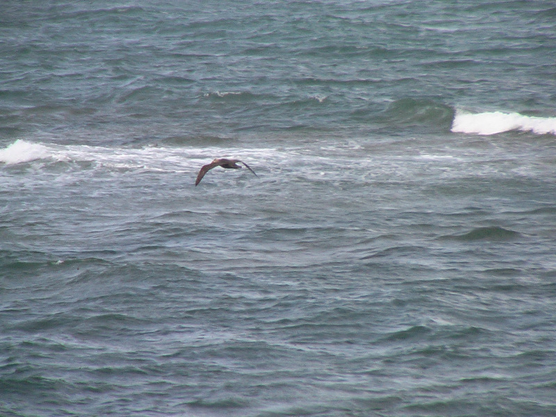 Flora und Fauna in Puerto Madryn, Argentinien