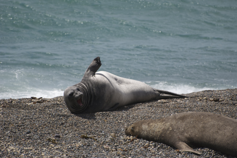 Flora und Fauna in Puerto Madryn, Argentinien