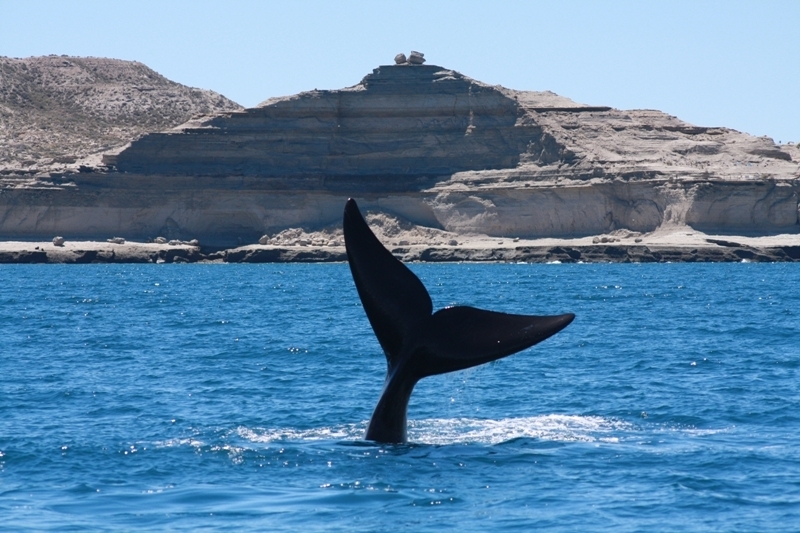 Flora und Fauna in Puerto Madryn, Argentinien