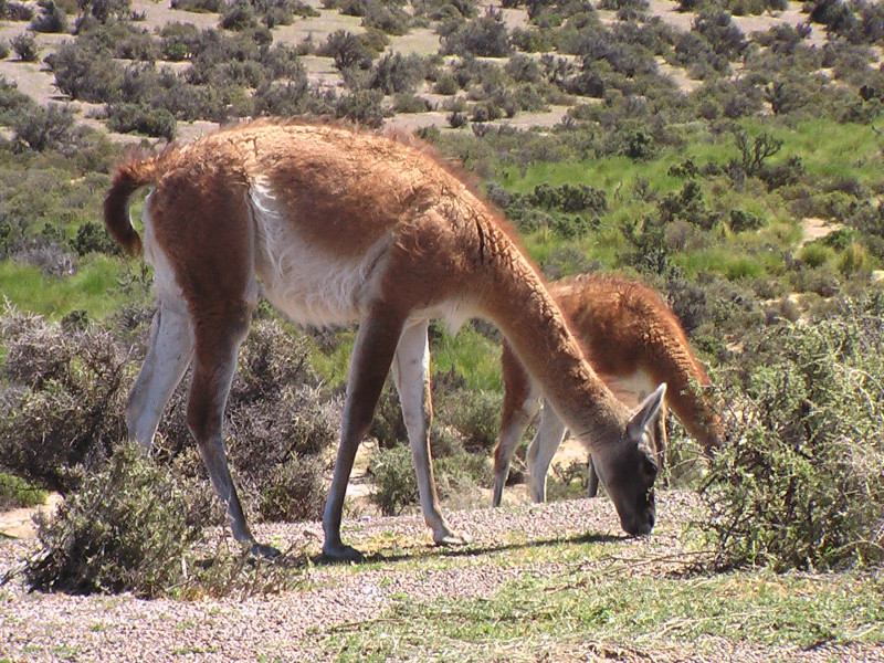 Flora und Fauna in Puerto Madryn, Argentinien