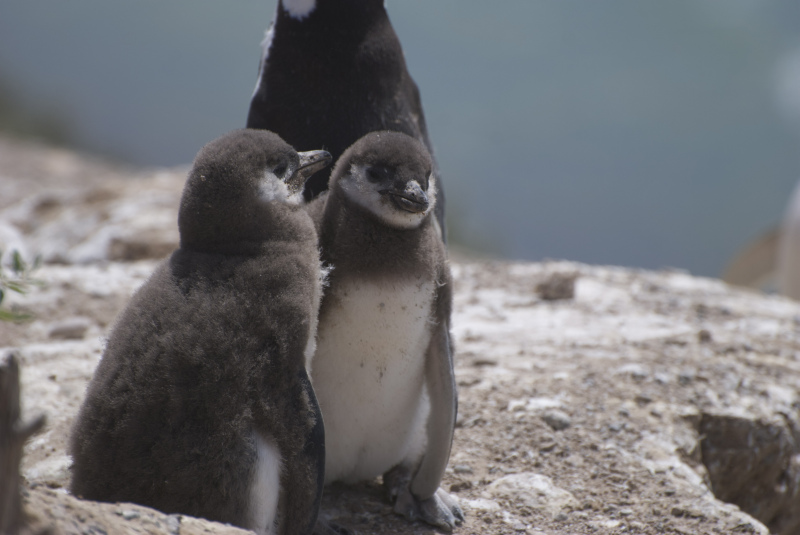 Flora und Fauna in Puerto Madryn, Argentinien