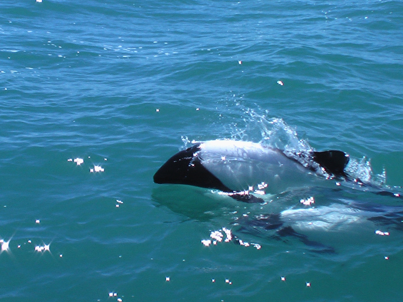 Flora und Fauna in Puerto Madryn, Argentinien