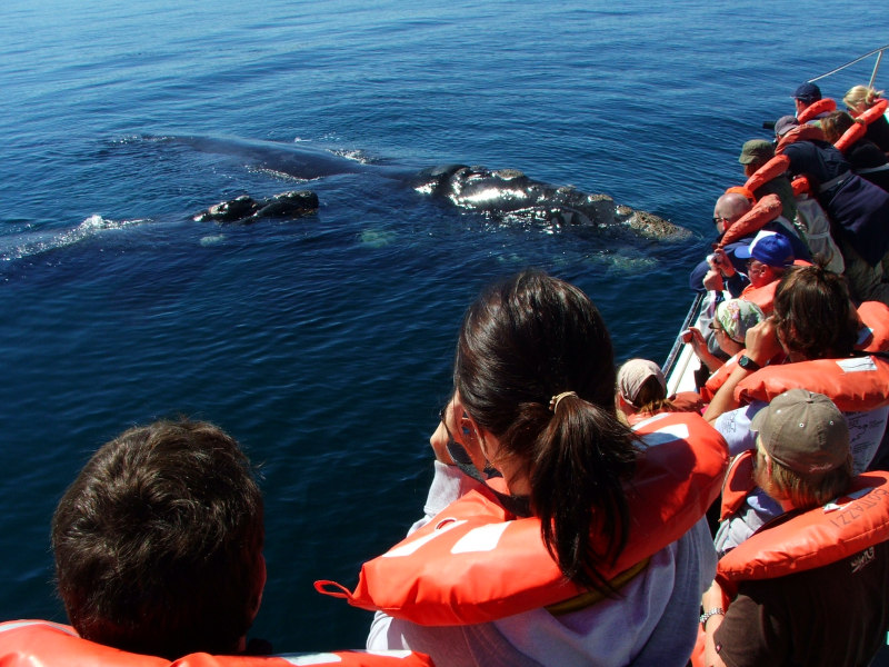 Flora und Fauna in Puerto Madryn, Argentinien