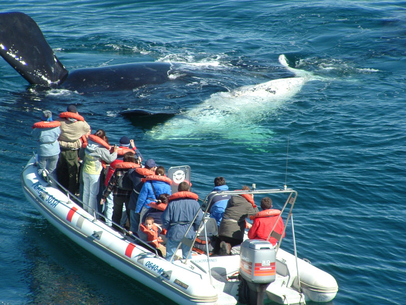 Walbeobachtung Halbinsel Valdés Argentinien