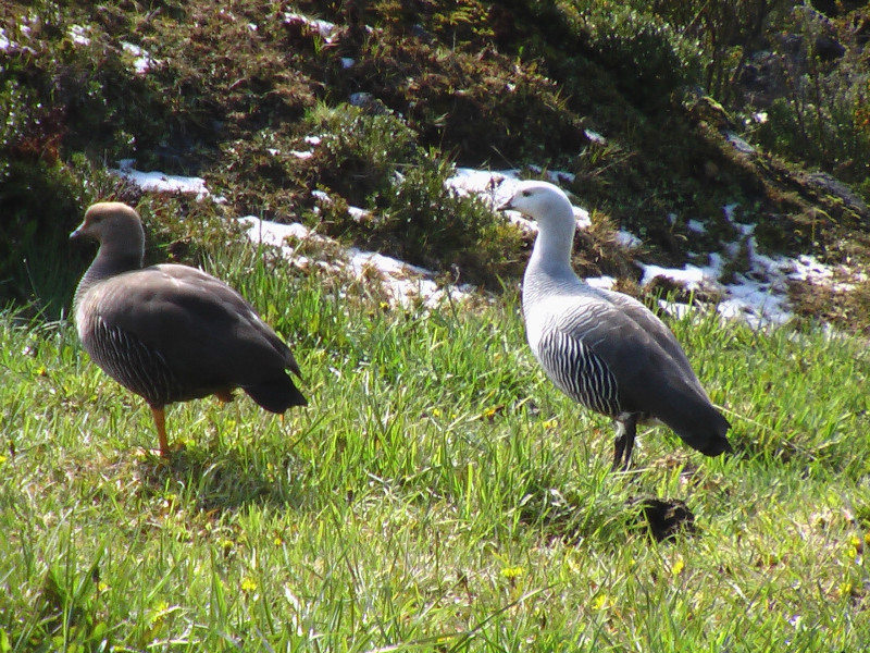 Flora und Fauna Ushuaia, Argentinien