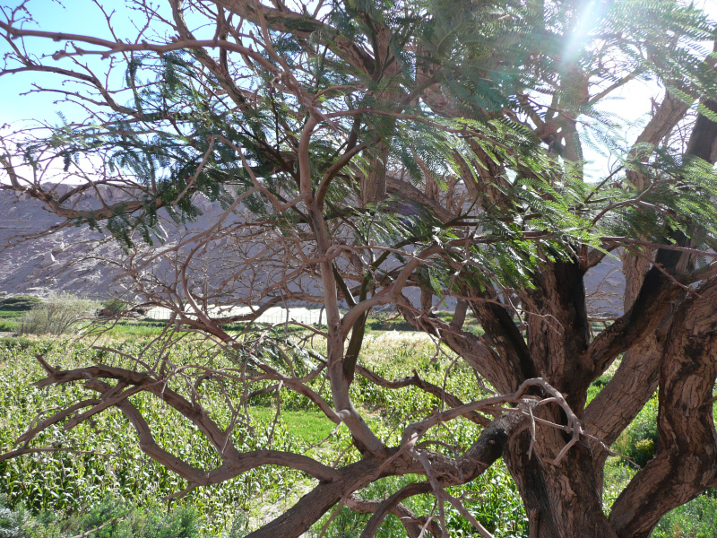 Algarrobo-Baum, Flora und Fauna in San Pedro de Atacama