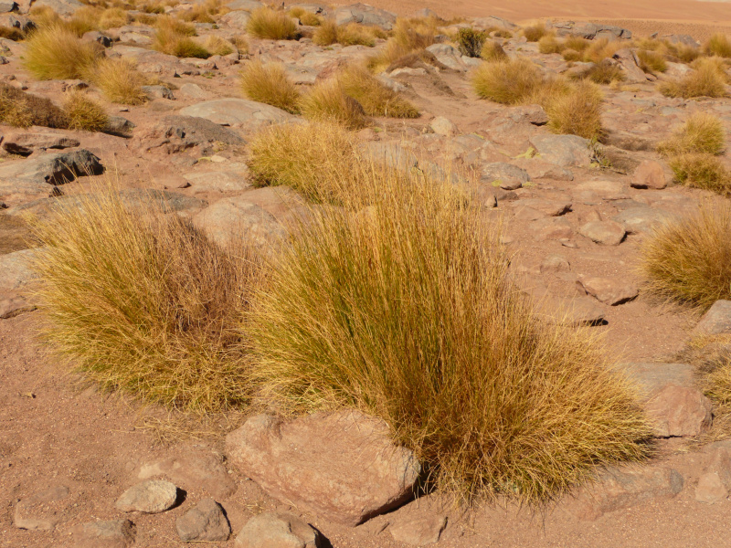 Wüstenpflanze, Flora und Fauna in San Pedro de Atacama