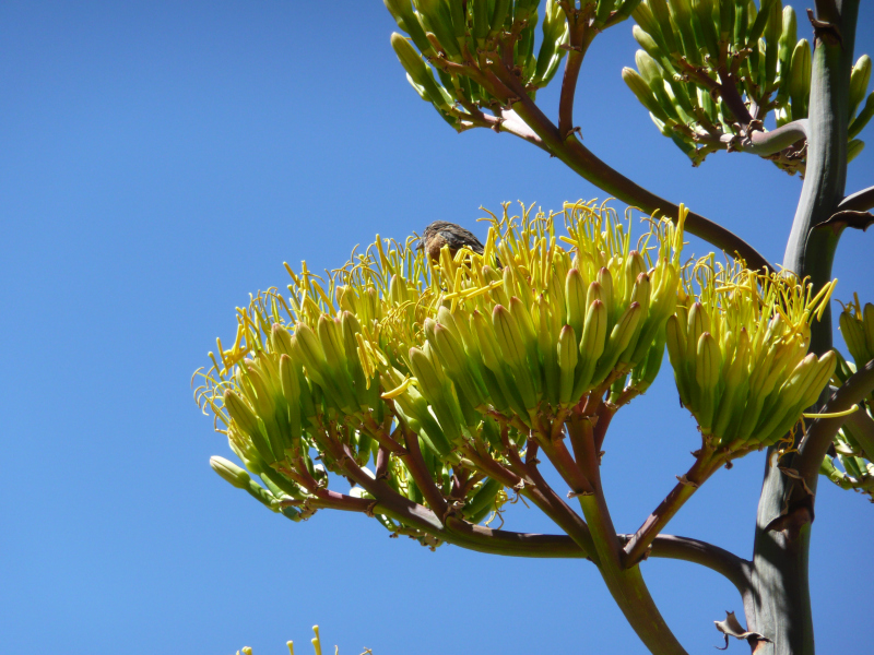 Algarrobo-Baum, Flora und Fauna in San Pedro de Atacama