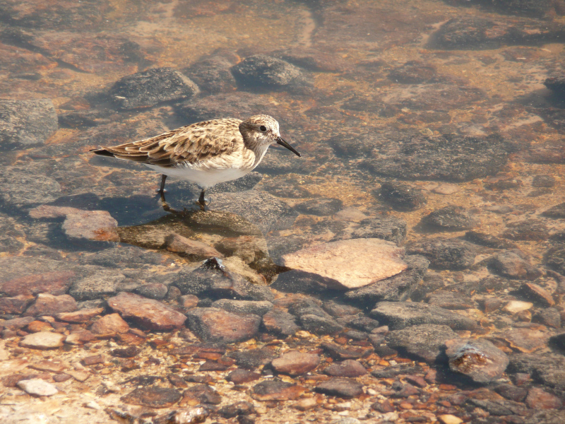 Playero de Byrd, Flora und Fauna in San Pedro de Atacama, Chile