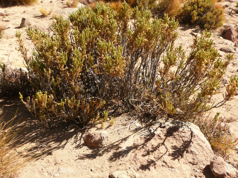 Wüstenpflanze, Flora und Fauna in San Pedro de Atacama