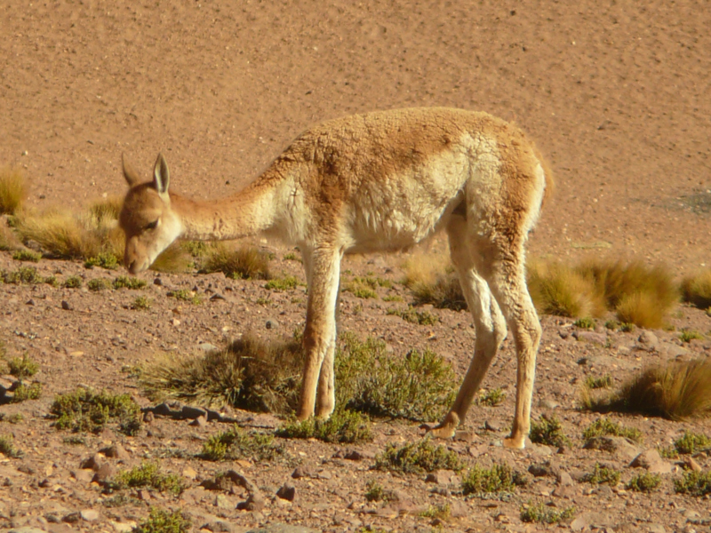 Vicuñas, Flora und Fauna in San Pedro de Atacama, Chile