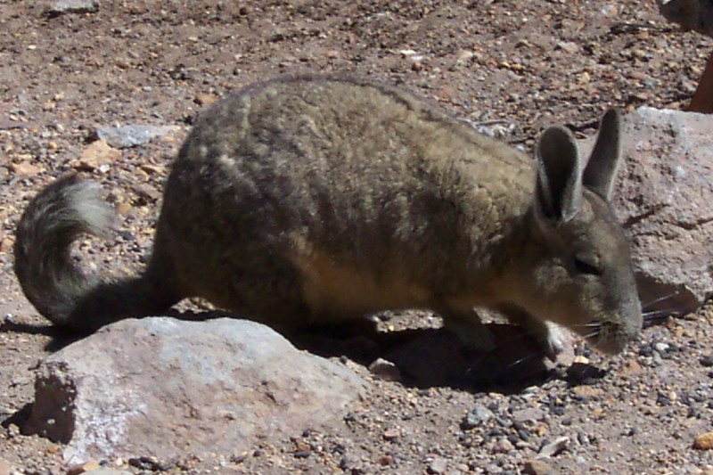 Viscochas, Flora und Fauna in San Pedro de Atacama