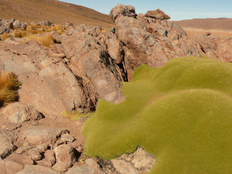 Yareta, Flora und Fauna in San Pedro de Atacama