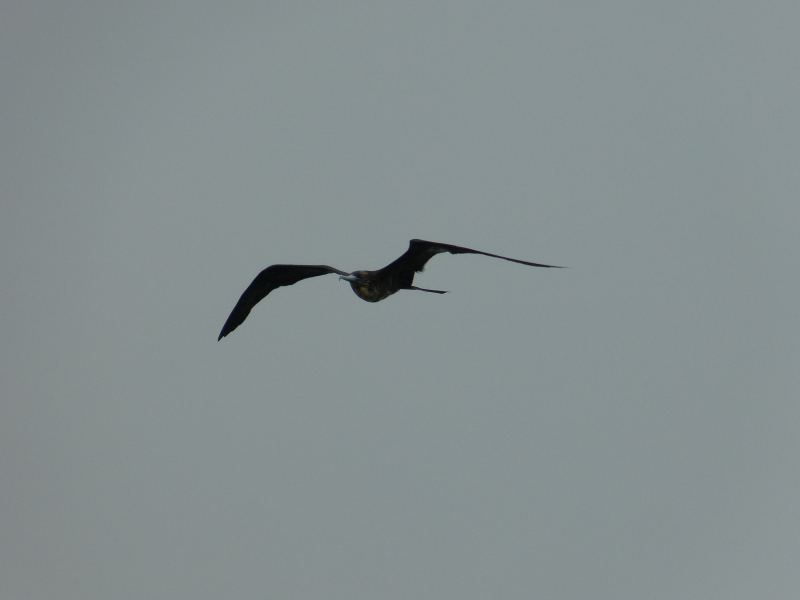 Vogelbeobachtung Bocas del Toro, Panama 