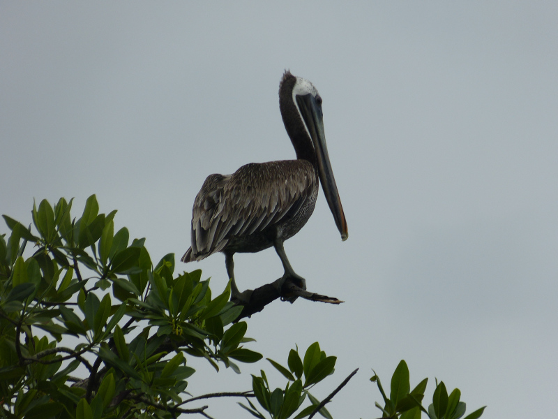 Pelikane Vogelbeobachtung Bocas del Toro, Panama 