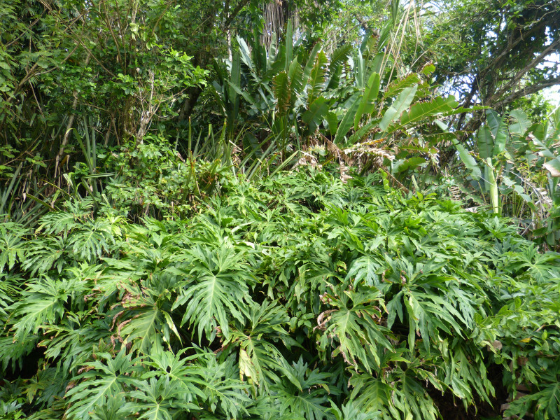 Vegetation Bocas del Toro, Panama 