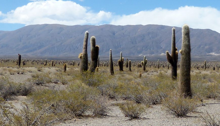 Nationalpark Los Cardones Argentinien Nationalpark Los Cardones Argentinien