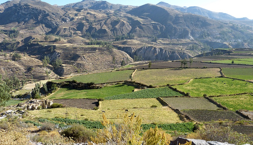 Colca Tal Colca Tal