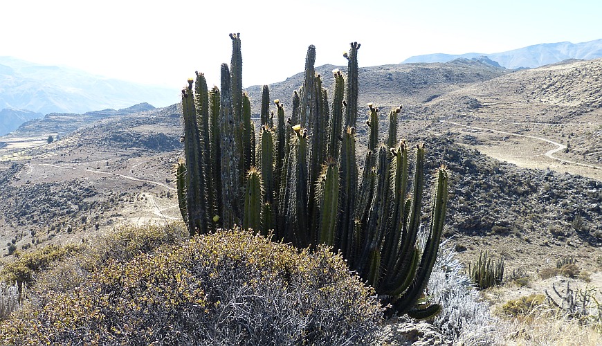 Kakteen Colca Schlucht